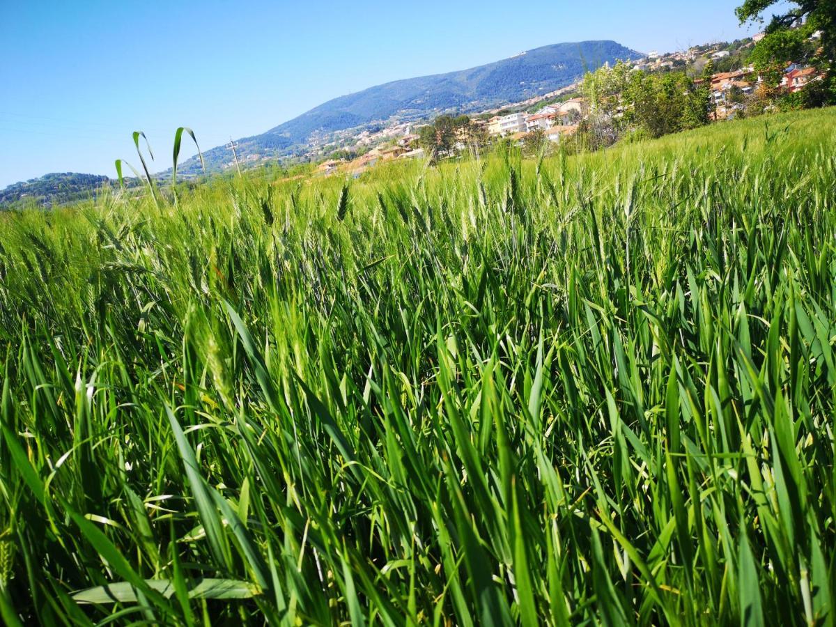 A Due Passi Dal Mare B&B Numana Luaran gambar